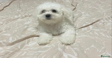 Maltese dogs - Advert 10