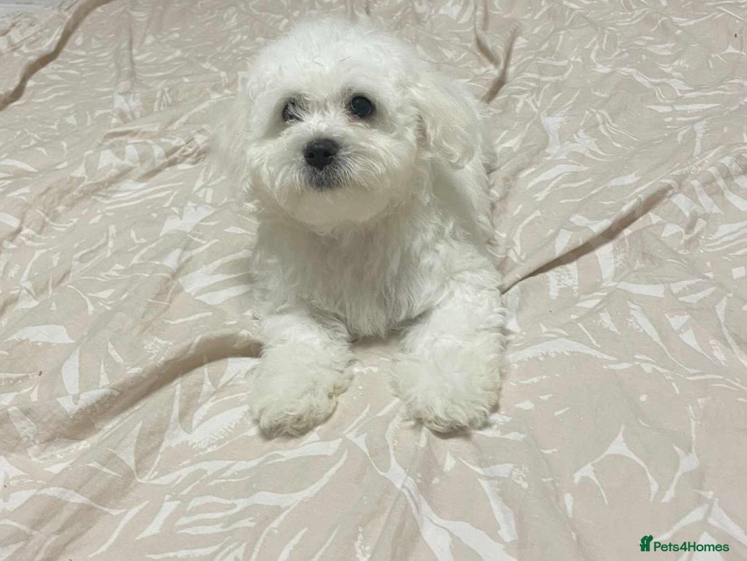 Maltese dogs for sale: Purebred Maltese Puppies  - Image 3