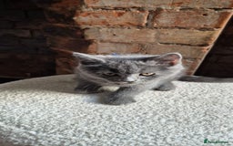 Scottish Fold cats for sale: Adorable Scottish Fold and Straight Kittens  - Image 10