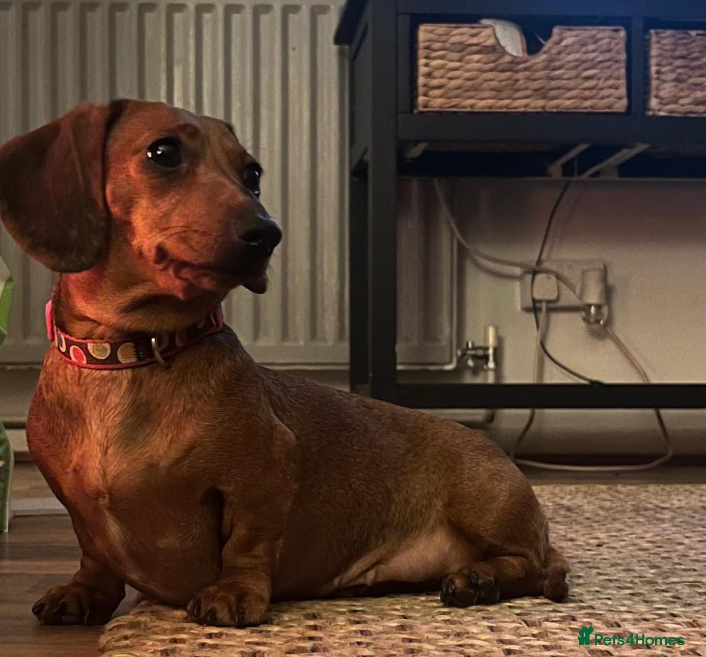 Dachshund dogs 🍑 Miniature Dachshund for Sale – Meet Peach! 🍑 - Advert 1