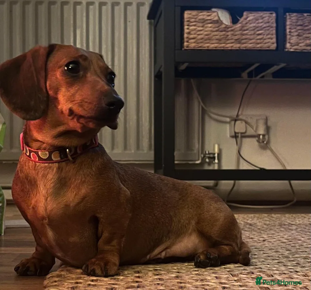 Dachshund dogs for sale: 🍑 Miniature Dachshund for Sale – Meet Peach! 🍑 in Dudley - Advert 1