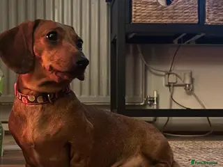 Dachshund dogs 🍑 Miniature Dachshund for Sale – Meet Peach! 🍑 - Advert 1