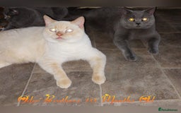 British Shorthair cats for sale: ♥️ Fun Loving British Shorthair Kittens♥️ - Image 27
