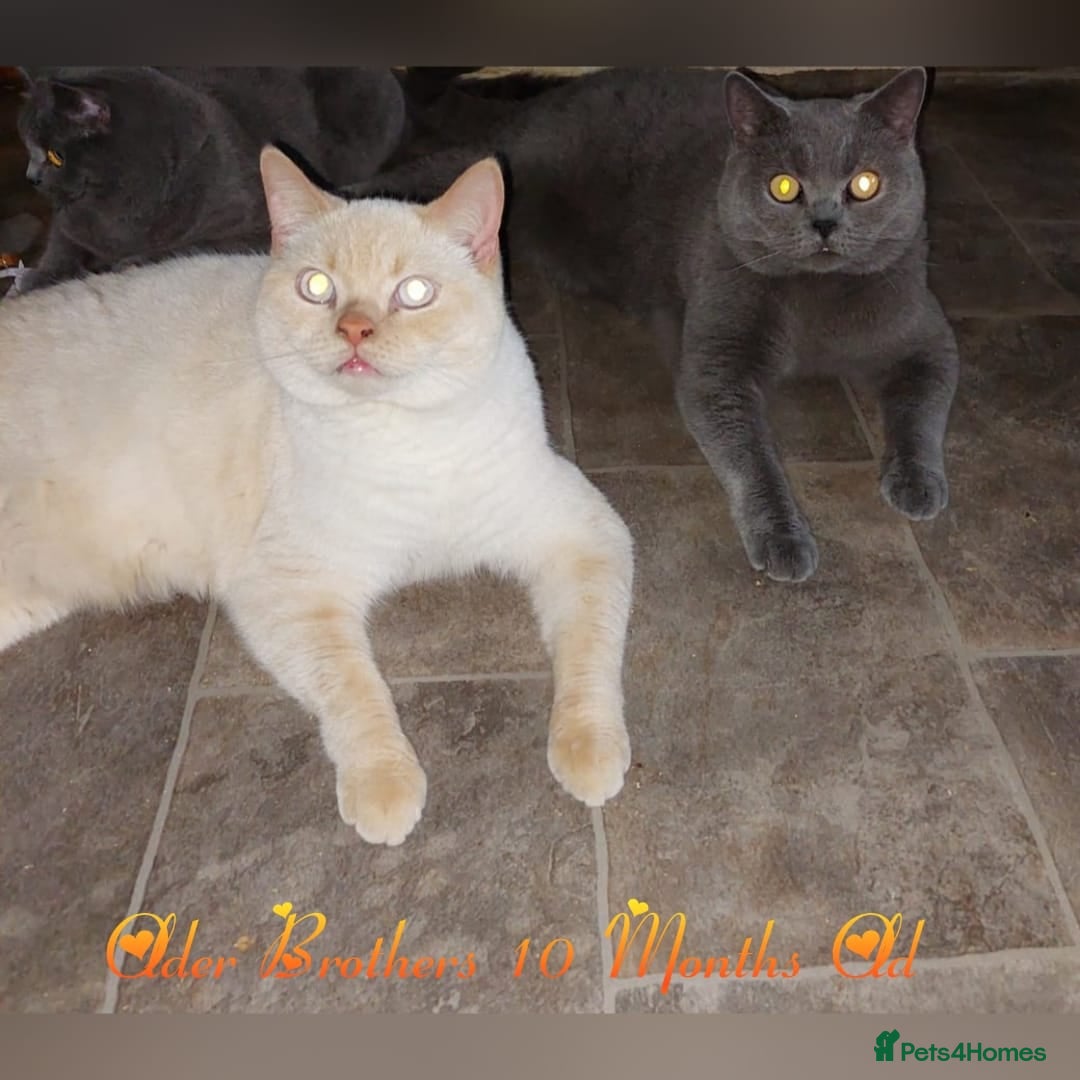 British Shorthair cats for sale: ♥️ Fun Loving British Shorthair Kittens♥️ - Image 27