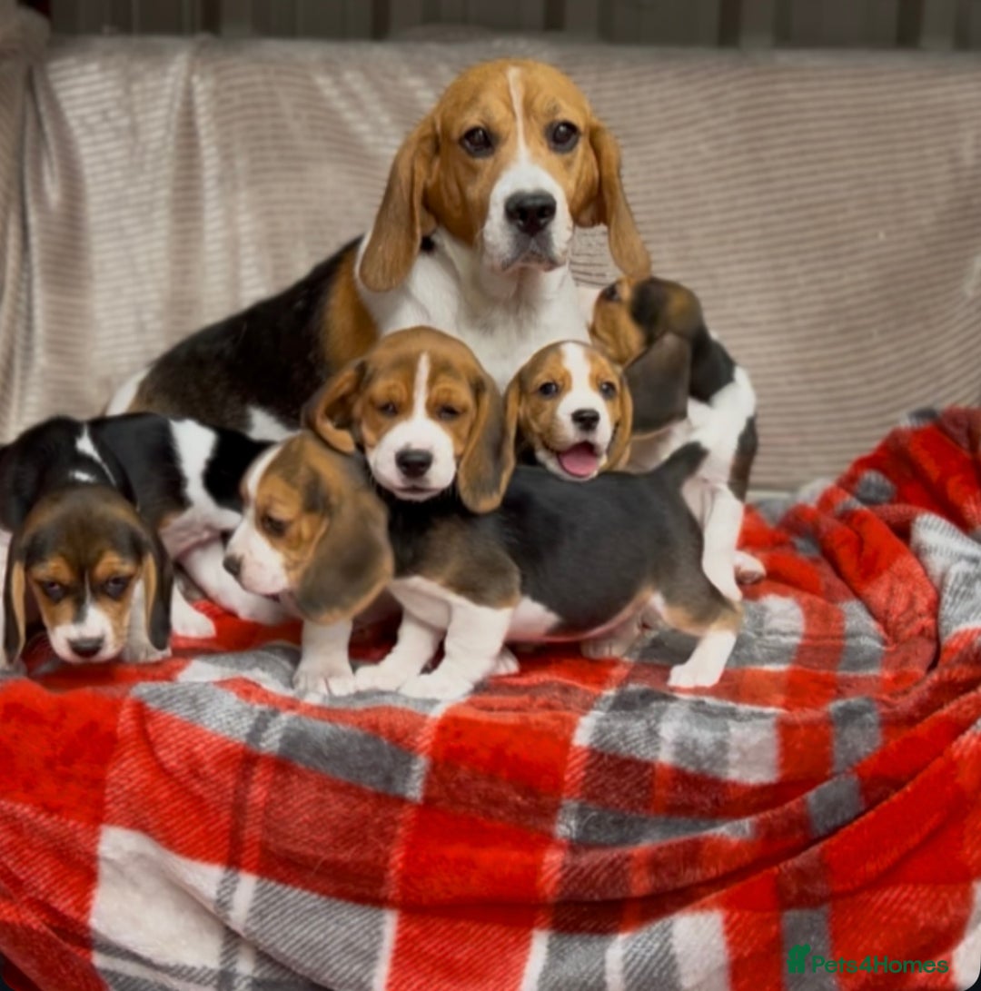 Beagle dogs for sale: SUPER CHUNKY KC SHOW BEAGLE PUPPIES - Image 17