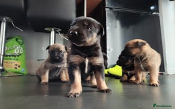 Mixed Breed dogs for sale: Belgium shepherd puppies - Image 1