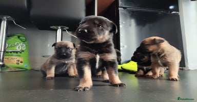Mixed Breed dogs Belgium shepherd puppies - Advert 16