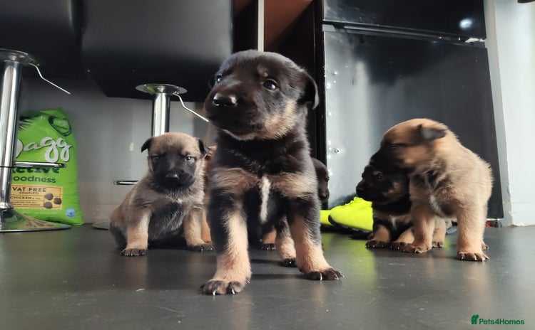 Mixed Breed dogs - Advert 6