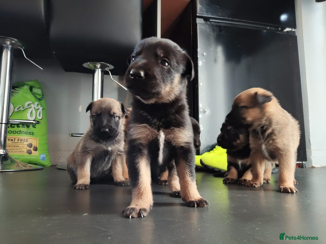Mixed Breed dogs for sale: Belgium shepherd puppies - Image 1