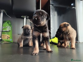 Mixed Breed dogs Belgium shepherd puppies - Advert 7