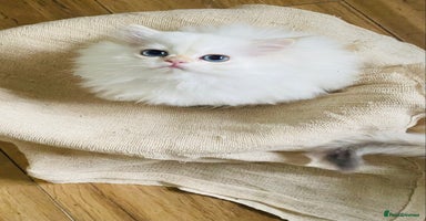 British Longhair cats - Advert 1