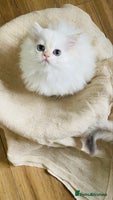 British Longhair cats - Advert 1