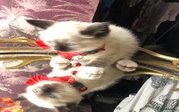 Ragdoll cats for sale: Ragdoll kittens  - Advert 2