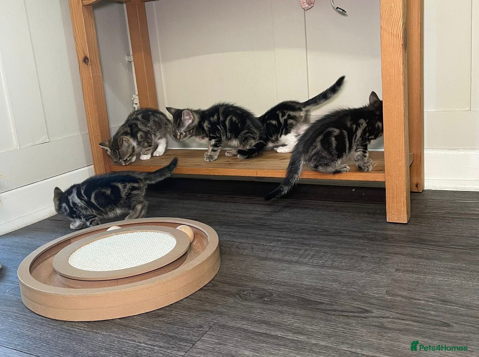 Mixed Breed cats We have 5 beautiful Tabby kittens Available now. - Advert 4