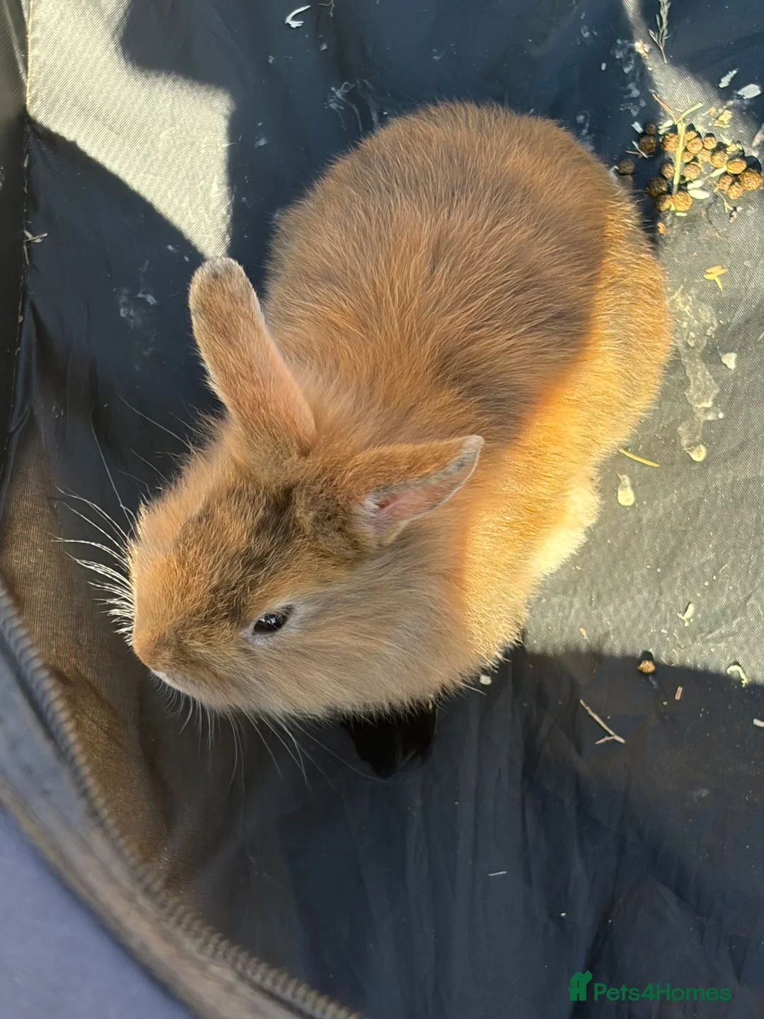Mixed Breed rabbits for sale: mixed breed lionhead/netherland dwarf bunnies  in King's Lynn - Advert 8