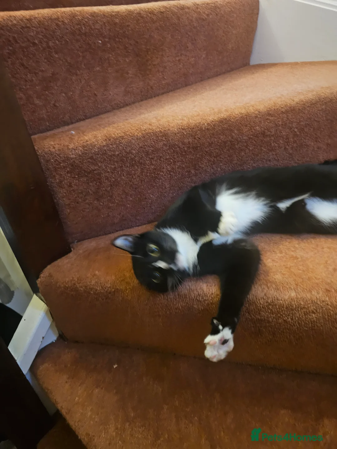 Mixed Breed cats for sale: Playful young female cat – litter trained – £150 - Advert 5