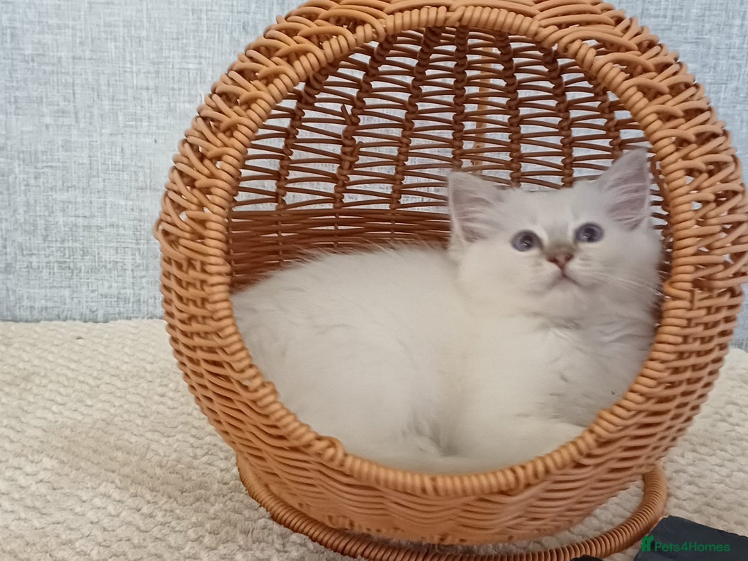 Ragdoll cats for sale: Lilac lynx ragdoll so special - Image 4