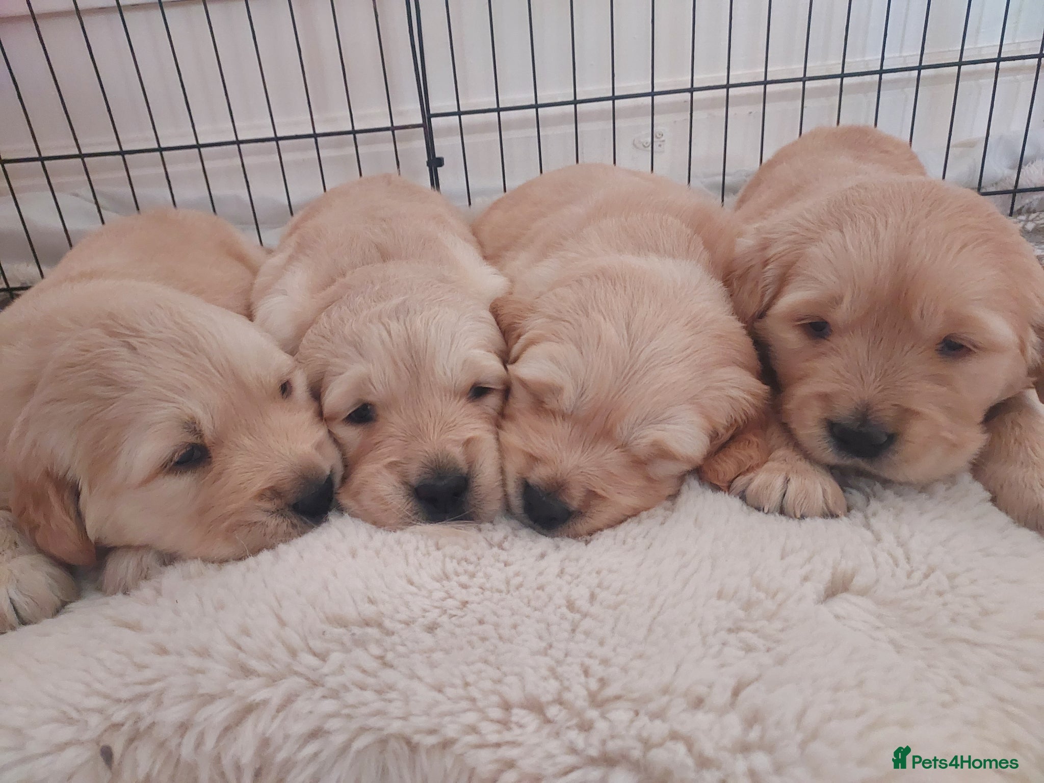 Golden Retriever dogs  1 boy & 1 girl KC registered  - Advert 6
