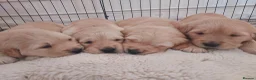 Golden Retriever dogs for sale: 1 KC girl ready for a new home! - Advert 24