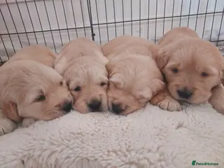 Golden Retriever dogs 1 boy & 1 girl KC registered - Advert 6