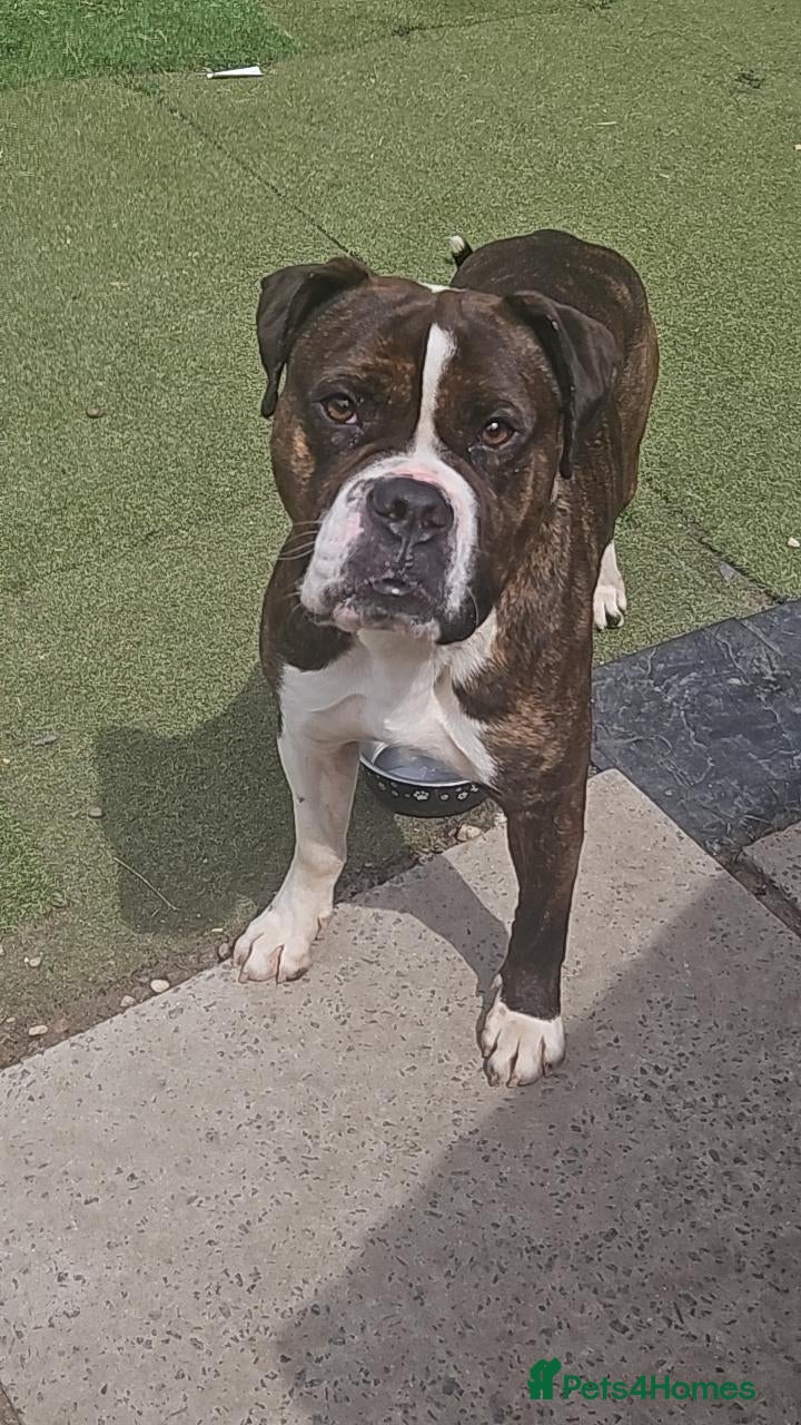 Mixed Breed dogs Taz is a male dog 2 years old - Advert 1