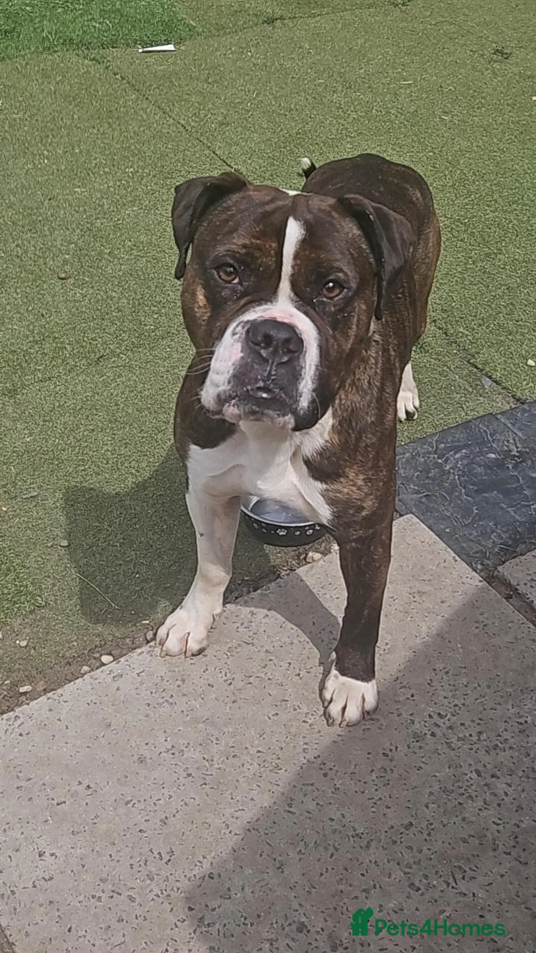 Mixed Breed dogs for sale: Taz is a male dog 2 years old - Advert 1