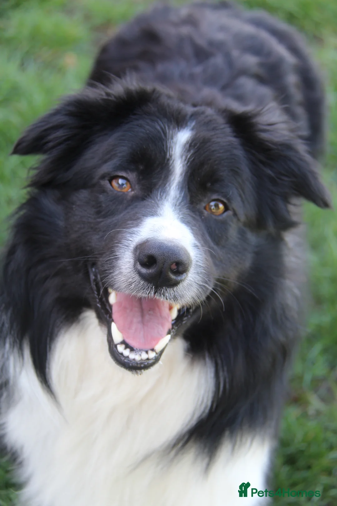 Border Collie dogs for stud: ISDS&KC Fully Tested Border Collie for Stud in Bicester - Advert 3