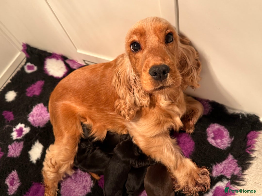 Cocker Spaniel dogs for sale: Show type cocker spaniels puppies - Advert 1