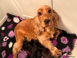 Cocker Spaniel dogs Show type cocker spaniels puppies - Advert 13