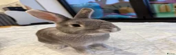 Mixed Breed rabbits for sale: Nibbles and Nora  in Southampton - Advert 6