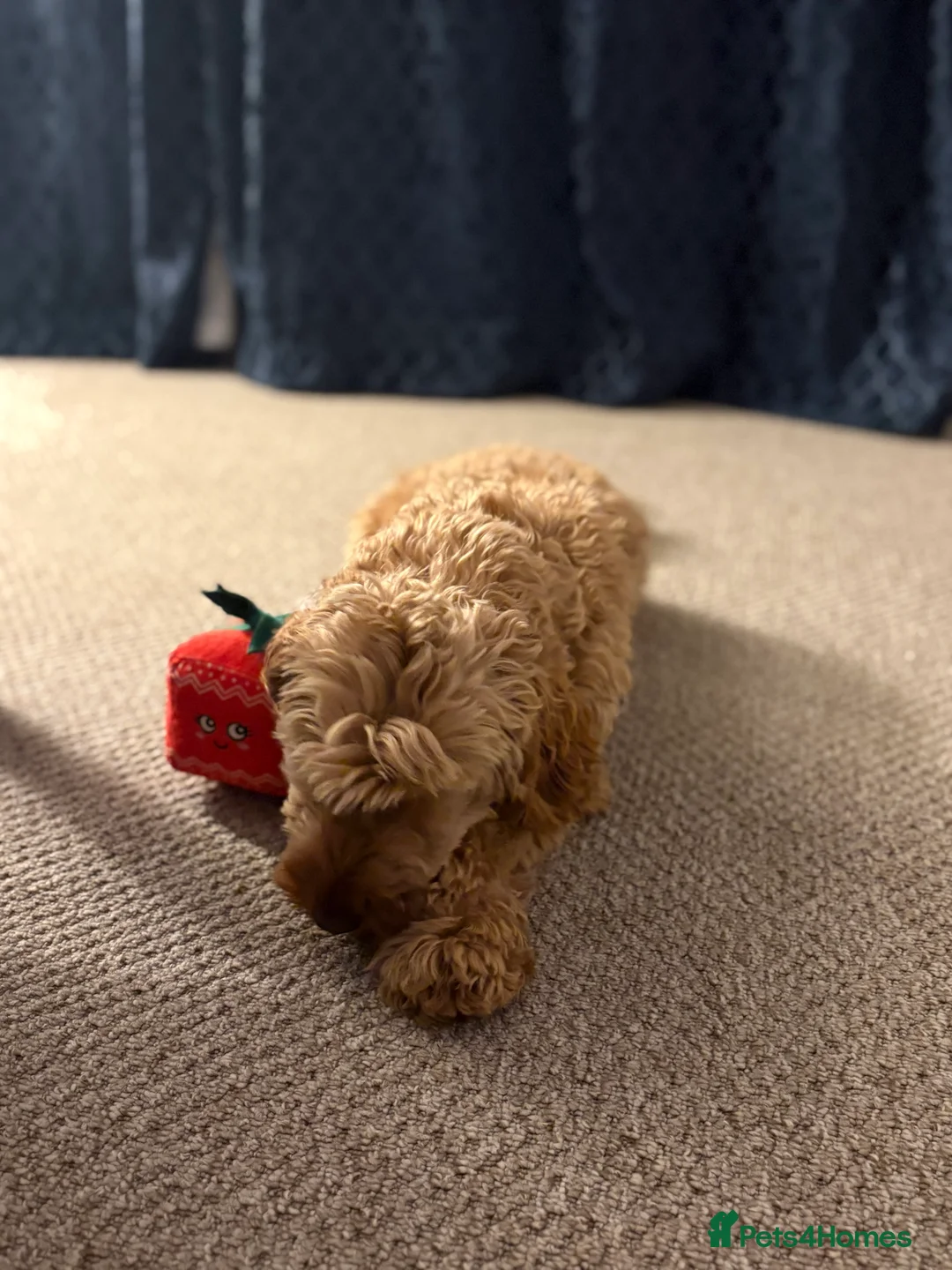 Cockapoo dogs for sale: Beautiful miniature F1B cockapoo  - Advert 4