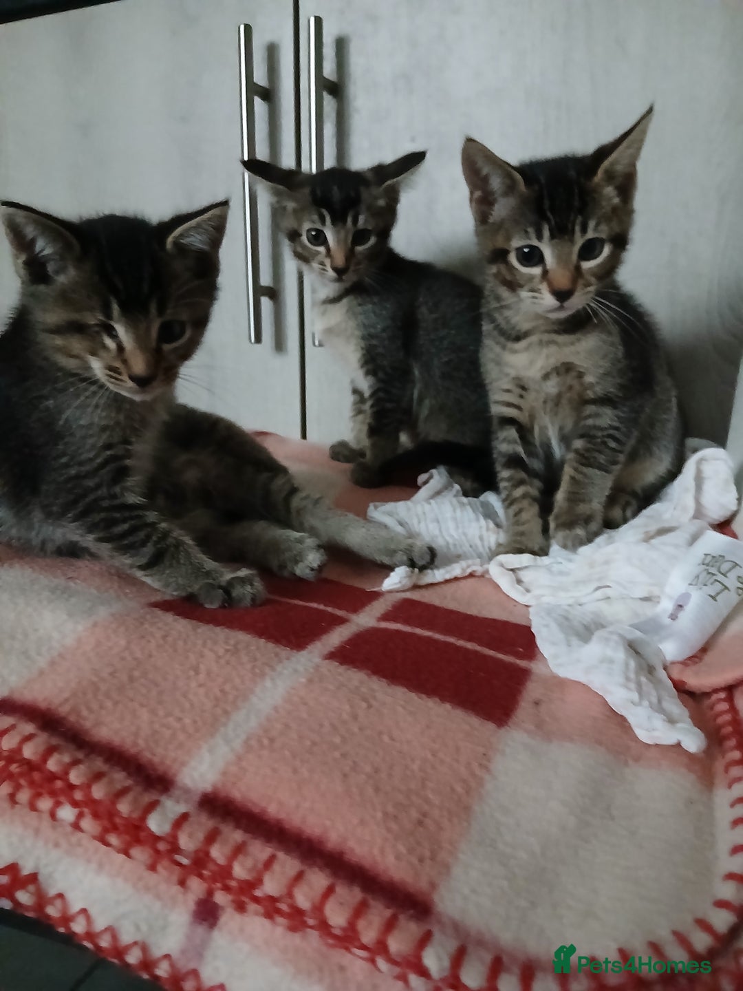 Oriental cats for sale: 2girls 1 boy - Advert 10