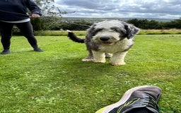 Old English Sheepdog dogs for sale: Old English Sheepdog  - Image 6