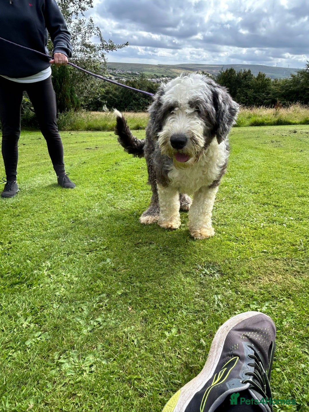 Old English Sheepdog dogs for sale: Old English Sheepdog  - Image 6