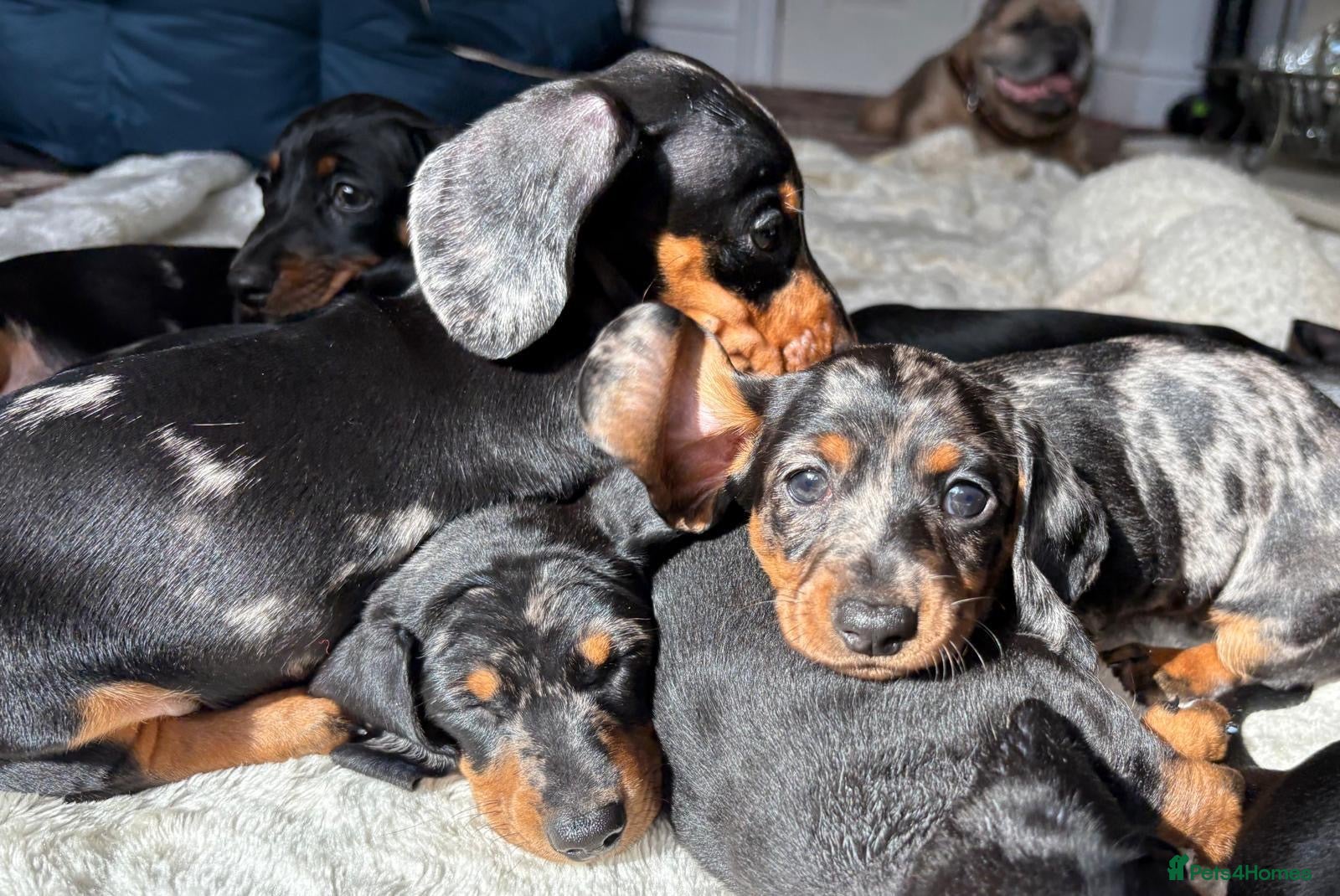 Miniature Dachshund dogs Minature Dachshund Pups - Advert 1