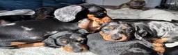 Miniature Dachshund dogs for sale: Minature Dachshund Pups - Advert 4