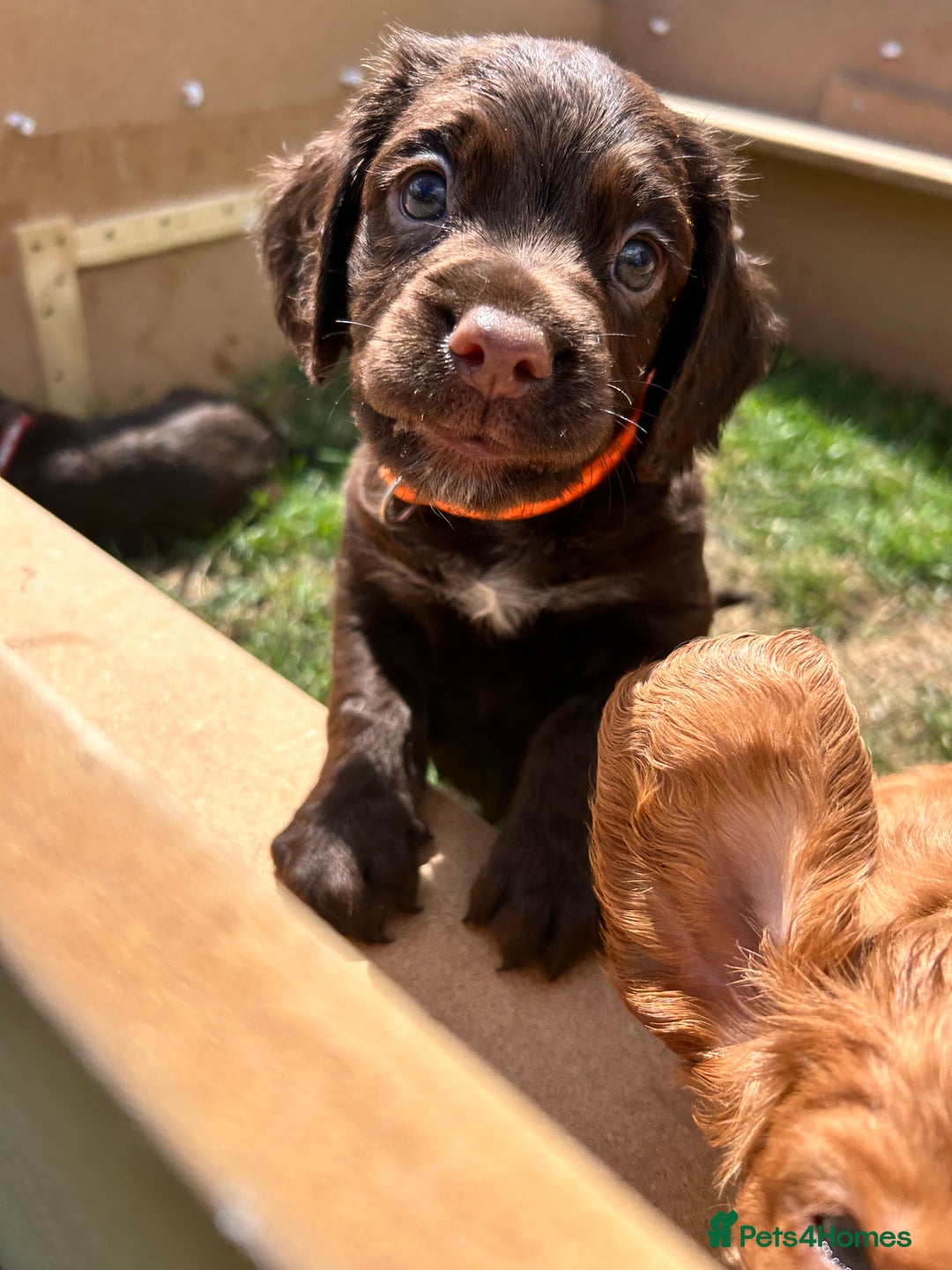 Sprocker dogs for sale: 3 beautiful Sprocker Spaniels  - Image 1