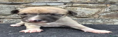 Whippet 3