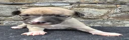 Whippet dogs for sale: Beautiful whippets  in Machynlleth - Advert 13