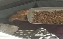 Domestic Shorthair cats for sale: 4 beautiful kittens, 2 boys and 2 girls - Image 7