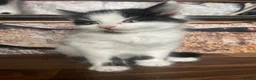Mixed Breed cats for sale: Mixed Breed Kittens - Advert 4