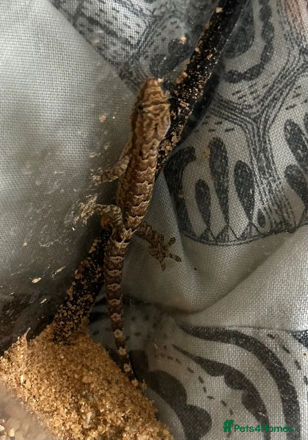 Gecko reptiles for sale: Baby Mourning Geckos (Lepidodactylus lugubris) - Advert 1