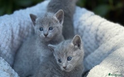 Russian Blue cats for sale: Pure Russian Blue Kittens - Image 17
