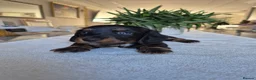 Miniature Dachshund dogs for sale: Beautiful Miniature Dachshund Puppies!💙💙♥️♥️♥️ - Advert 8