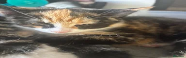 Female Calico