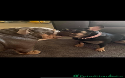 French Bulldog dogs for sale: Beautiful British x French bulldog Puppies - Image 15