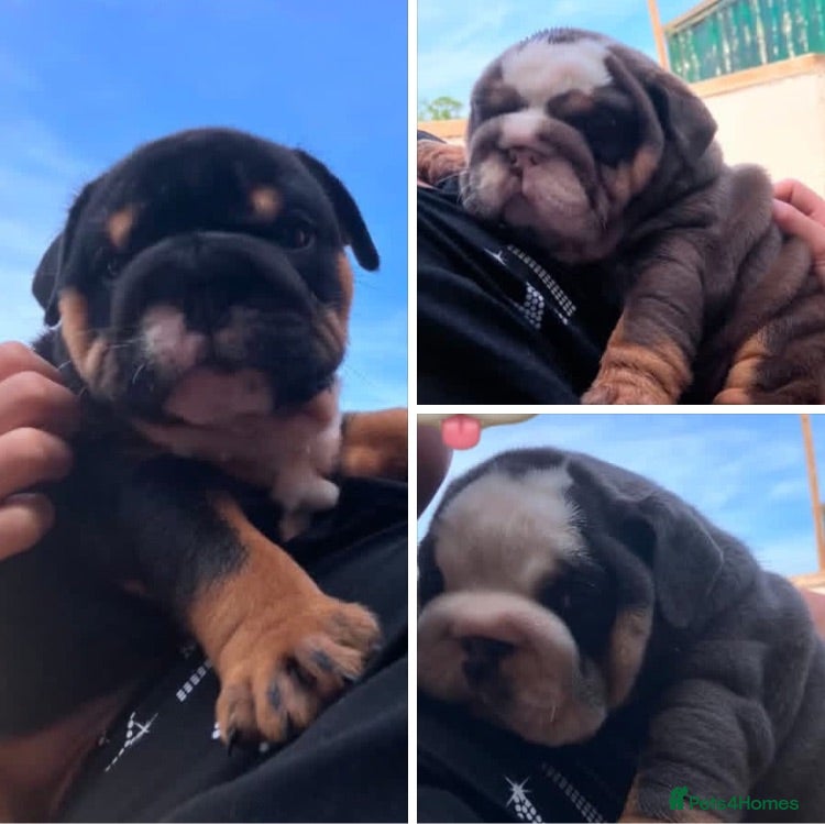 English Bulldog dogs KC Reg British Bulldog  - Advert 5