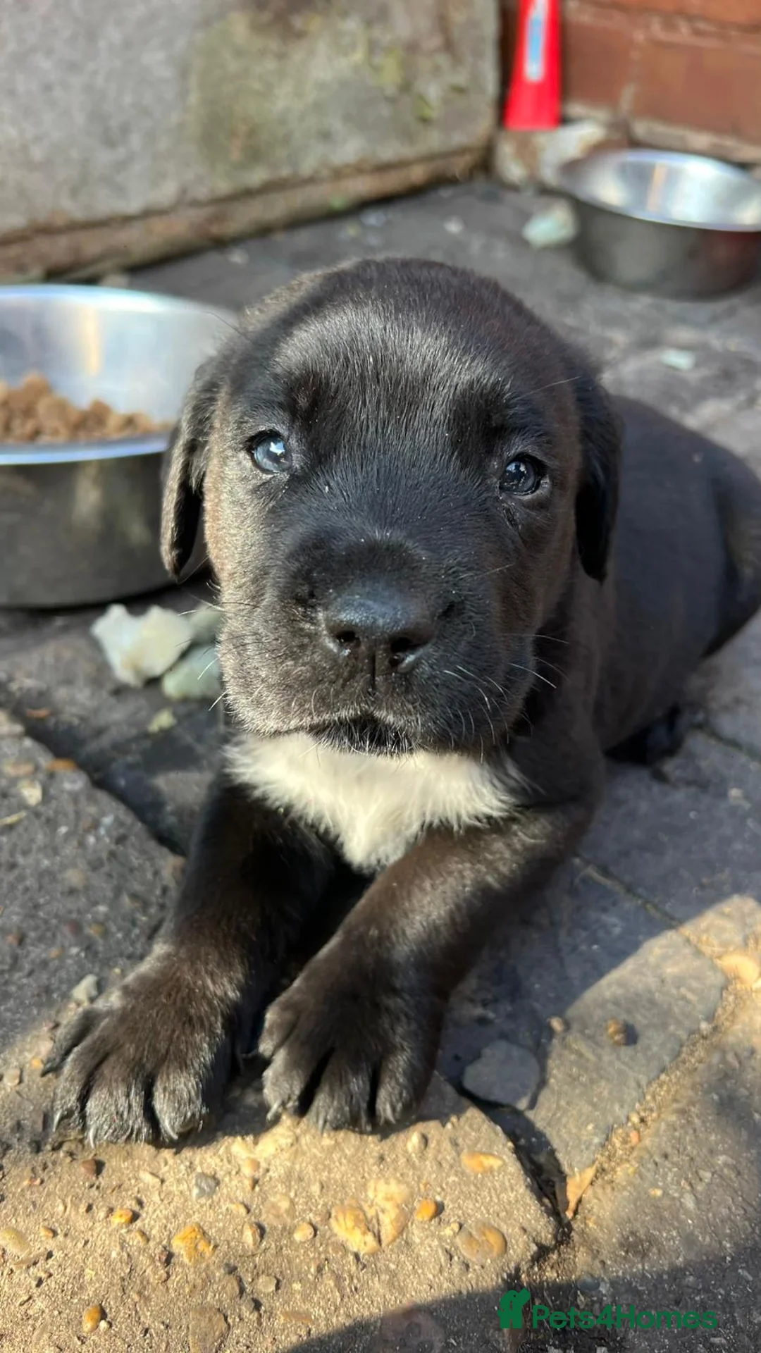 Cane Corso dogs for sale: Cane Corso for sale in Mansfield - Advert 2