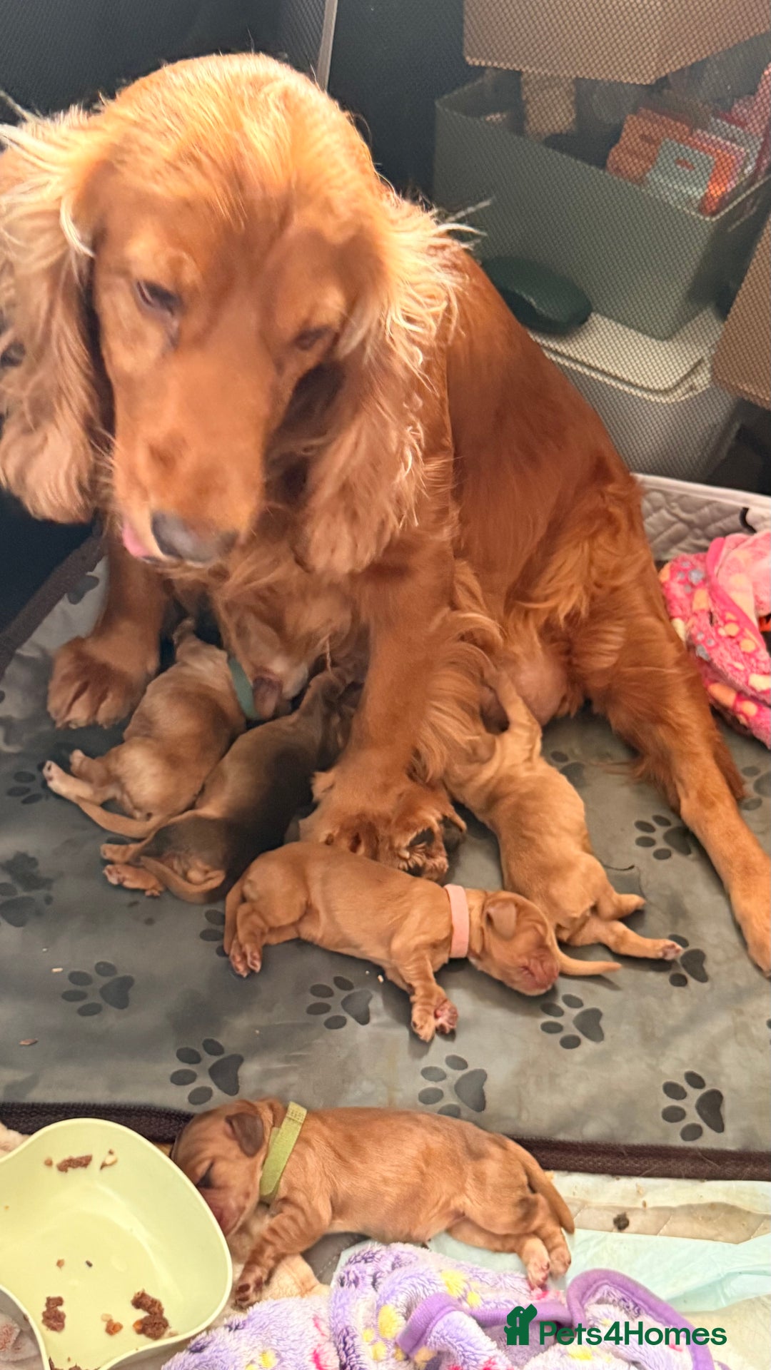 Cocker Spaniel dogs for sale: Gorgeously adorable Show Cocker Spaniels - Image 7