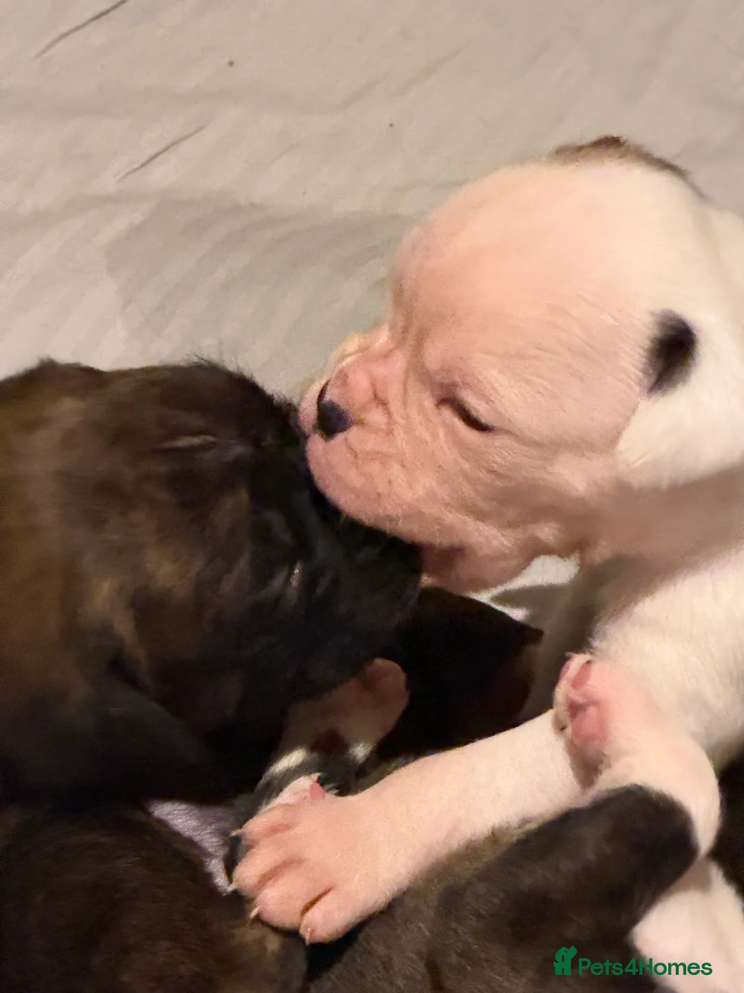 Boxer dogs for sale: Adorable litter of KC registered boxer puppies  - Advert 25